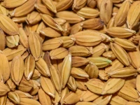 Butiran beras cokelat dalam jarak dekat
