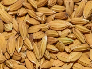 Butiran beras cokelat dalam jarak dekat