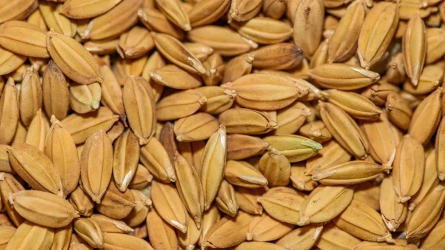 Butiran beras cokelat dalam jarak dekat