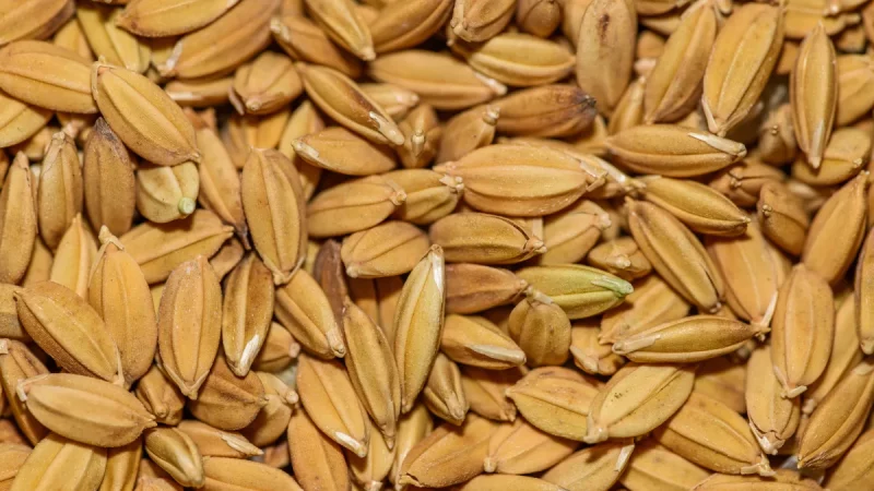 Butiran beras cokelat dalam jarak dekat