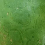 Bercak cincin akibat papaya ringspot virus pada kulit buah pepaya hijau