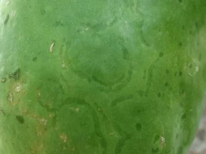 Bercak cincin akibat papaya ringspot virus pada kulit buah pepaya hijau