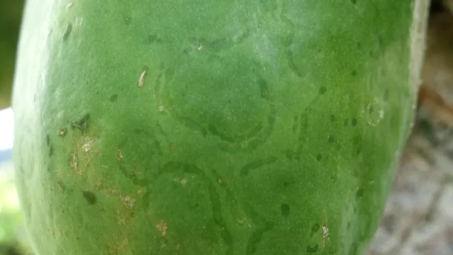 Bercak cincin akibat papaya ringspot virus pada kulit buah pepaya hijau