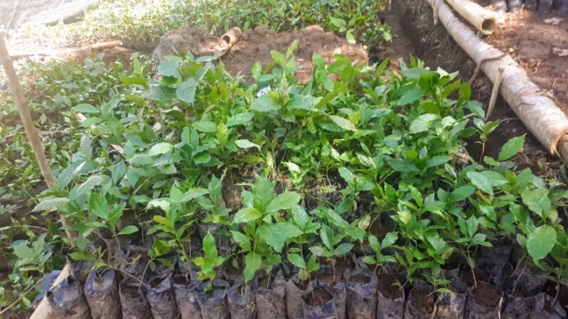 Deretan bibit kopi muda berdaun hijau dalam polibag hitam di lahan pembibitan