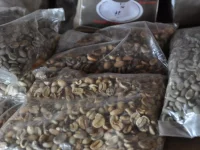 Biji kopi kering dikemas dalam kantong plastik sebelum dijual