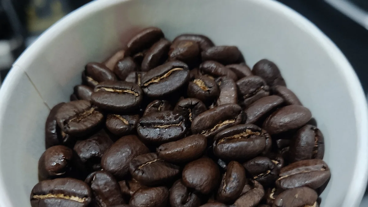 Kasar atau Halus, Gilingan Mengubah Kafein Kopi Gayo 2 Biji kopi Gayo yang sudah disangrai gelap di dalam sebuah wadah putih
