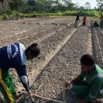 Kegiatan praktik pertanian Tim Ekspedisi Patriot UNDIP di lahan Kawasan Transmigrasi Senggi, Keerom