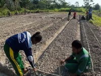 Kegiatan praktik pertanian Tim Ekspedisi Patriot UNDIP di lahan Kawasan Transmigrasi Senggi, Keerom