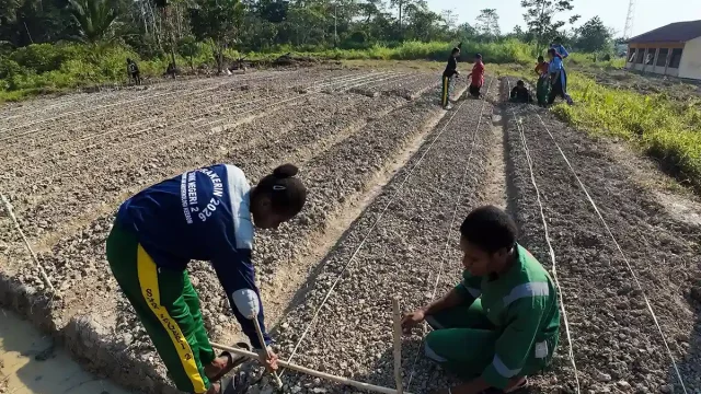 Kegiatan praktik pertanian Tim Ekspedisi Patriot UNDIP di lahan Kawasan Transmigrasi Senggi, Keerom