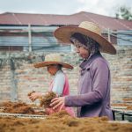 Ilustrasi dua perempuan bercaping menyortir daun tembakau di sebuah lahan.