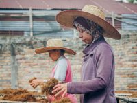 Ilustrasi dua perempuan bercaping menyortir daun tembakau di sebuah lahan.