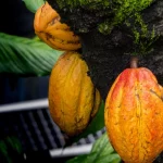 Buah kakao matang menempel pada batang pohon