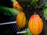 Buah kakao matang menempel pada batang pohon