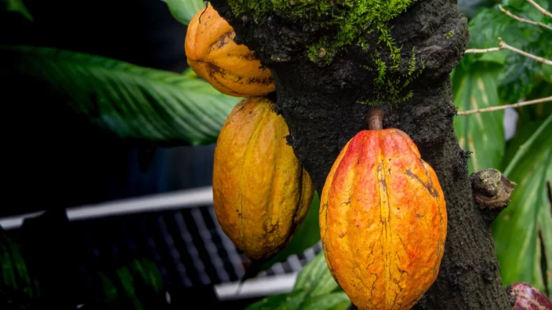 Buah kakao matang menempel pada batang pohon