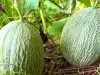 Dua buah melon berkulit jala tumbuh di antara dedaunan di kebun