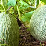 Dua buah melon berkulit jala tumbuh di antara dedaunan di kebun
