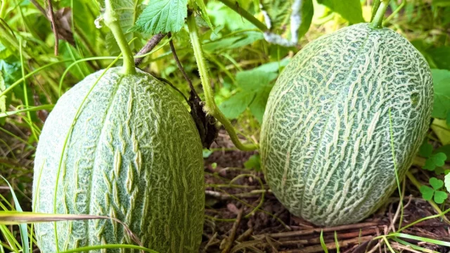 Dua buah melon berkulit jala tumbuh di antara dedaunan di kebun