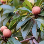 Buah sawo berwarna cokelat menggantung di antara daun hijau