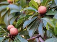 Buah sawo berwarna cokelat menggantung di antara daun hijau