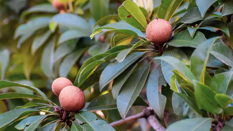 Buah sawo berwarna cokelat menggantung di antara daun hijau