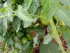 Buah tomat hijau bergelantungan di antara daun lebat tanaman tomat di kebun