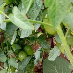 Buah tomat hijau bergelantungan di antara daun lebat tanaman tomat di kebun