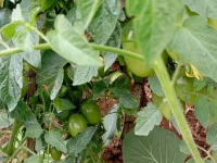 Buah tomat hijau bergelantungan di antara daun lebat tanaman tomat di kebun