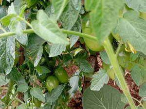 Buah tomat hijau bergelantungan di antara daun lebat tanaman tomat di kebun