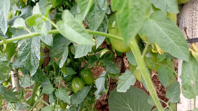 Buah tomat hijau bergelantungan di antara daun lebat tanaman tomat di kebun