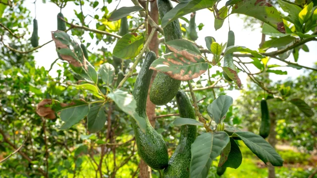Buah alpukat tumbuh di pohon, foto ilustrasi budi daya tanaman buah
