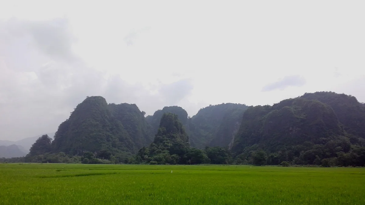 Deretan bukit karst berhutan berdiri di belakang hamparan sawah hijau