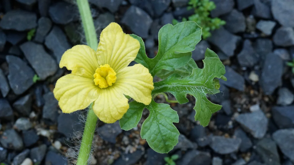 Bunga kuning tanaman semangka mekar di antara daun bercangap di atas kerikil