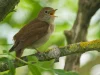 Burung bulbul Eropa berkicau di dahan berlumut, Moëze-Oléron, Prancis