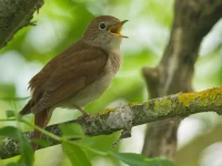 Burung bulbul Eropa berkicau di dahan berlumut, Moëze-Oléron, Prancis
