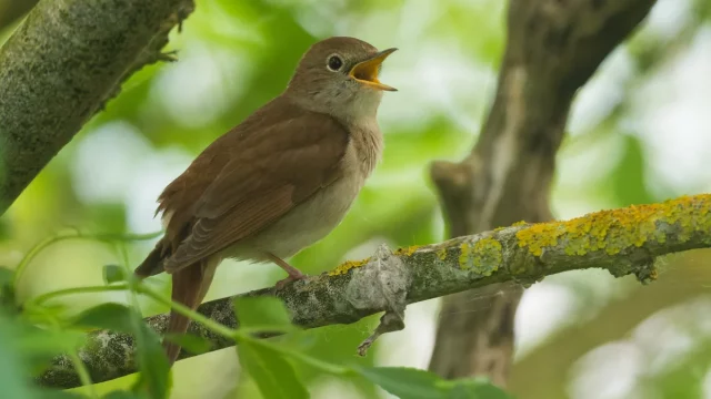 Burung bulbul Eropa berkicau di dahan berlumut, Moëze-Oléron, Prancis