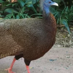 Seekor kuau raja berjalan di tanah dengan bulu bermotif bintik keemasan
