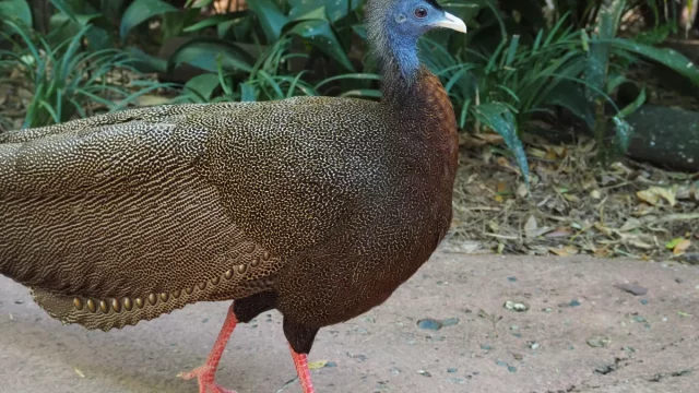 Seekor kuau raja berjalan di tanah dengan bulu bermotif bintik keemasan