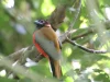 Burung Luntur Kasumba berdada merah bertengger di dahan pohon hutan Sandakan, Borneo