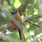Burung Luntur Kasumba berdada merah bertengger di dahan pohon hutan Sandakan, Borneo