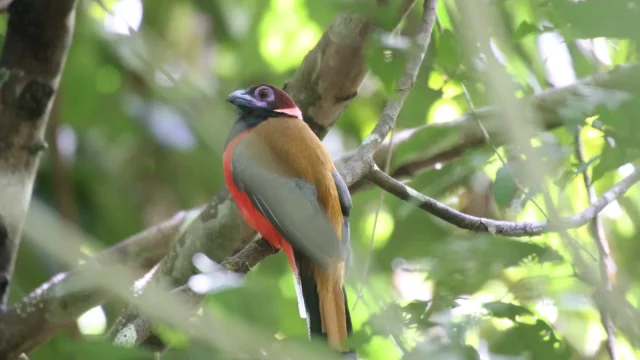 Burung Luntur Kasumba berdada merah bertengger di dahan pohon hutan Sandakan, Borneo