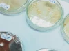 Ilustrasi cawan petri berisi biakan jamur di laboratorium