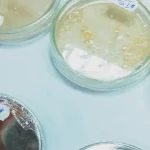 Ilustrasi cawan petri berisi biakan jamur di laboratorium