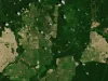 Citra satelit petak perkebunan kelapa sawit di tengah hutan Kalimantan Timur