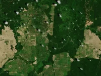 Citra satelit petak perkebunan kelapa sawit di tengah hutan Kalimantan Timur
