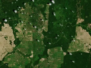 Citra satelit petak perkebunan kelapa sawit di tengah hutan Kalimantan Timur