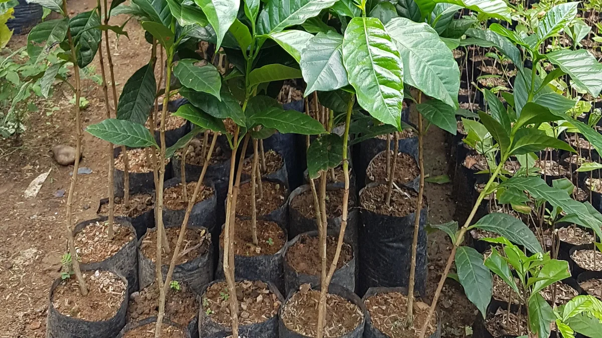 Bibit kopi arabika berdaun lebar dalam polibag hitam berisi tanah di pembibitan