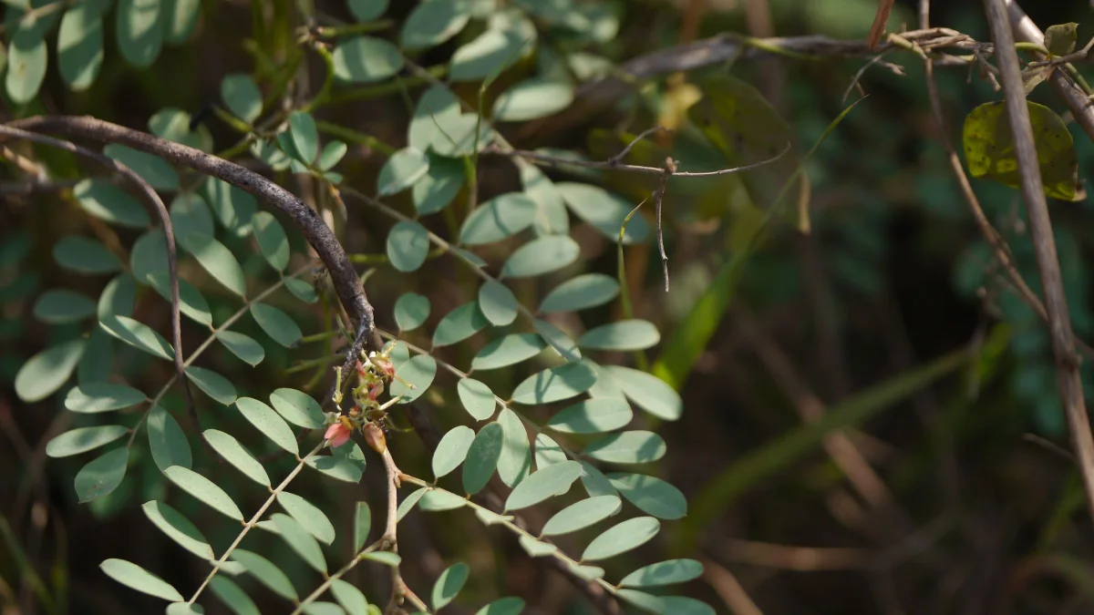Daun majemuk dan kuncup bunga tanaman tarum Indigofera tinctoria di antara semak