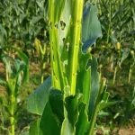 Daun jagung yang berlubang dan sobek akibat serangan ulat grayak Spodoptera frugiperda