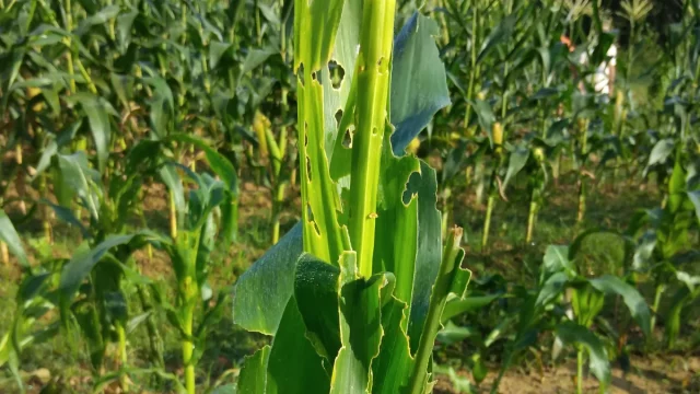 Daun jagung yang berlubang dan sobek akibat serangan ulat grayak Spodoptera frugiperda