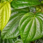 Daun sirih Piper betle berwarna hijau mengilap tumbuh rimbun di Padang, Indonesia